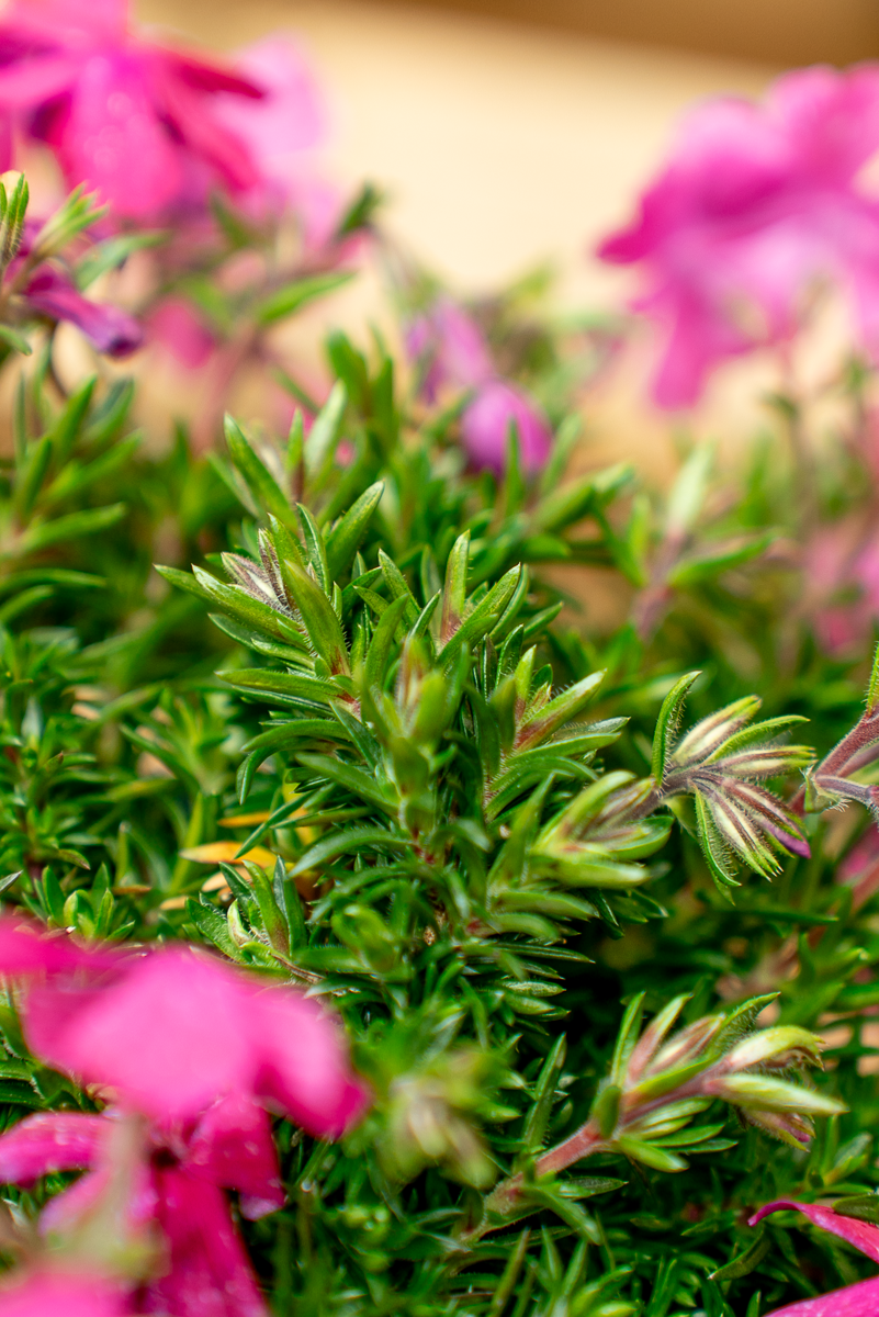 Phlox
