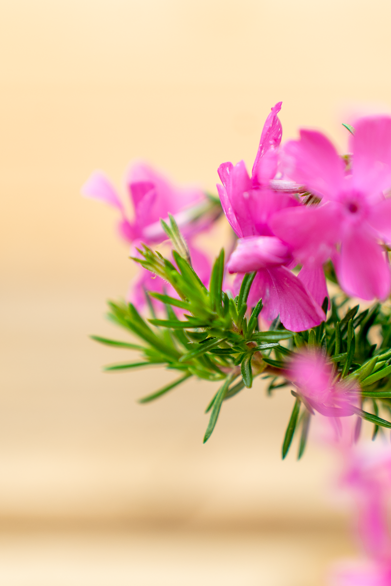 Phlox