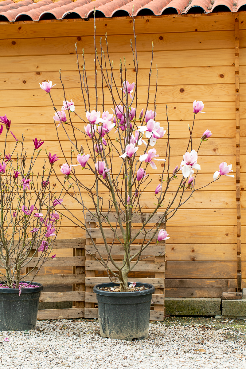 Magnolia Soulangeana