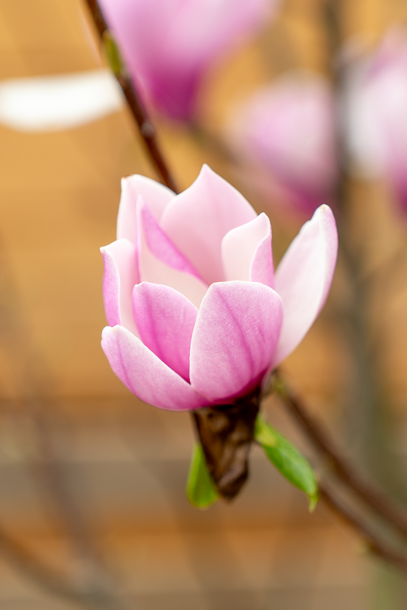 Magnolia Soulangeana