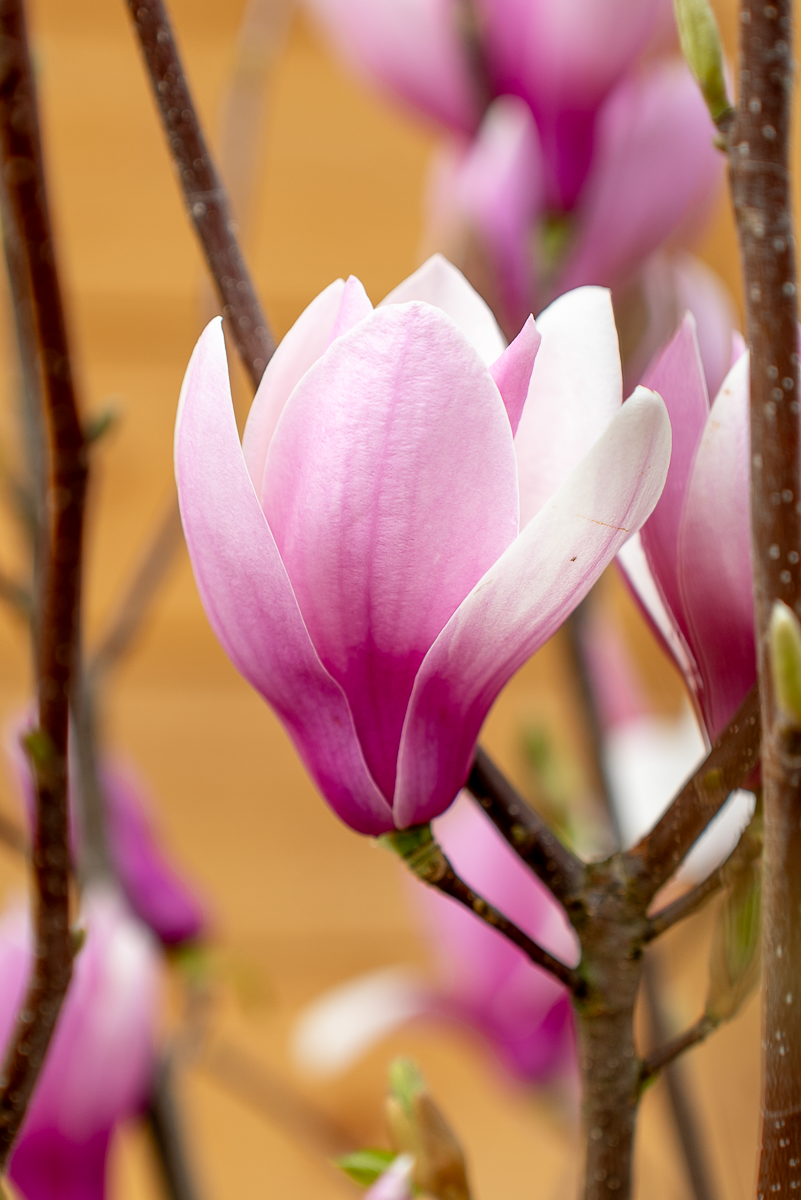 Magnolia Soulangeana