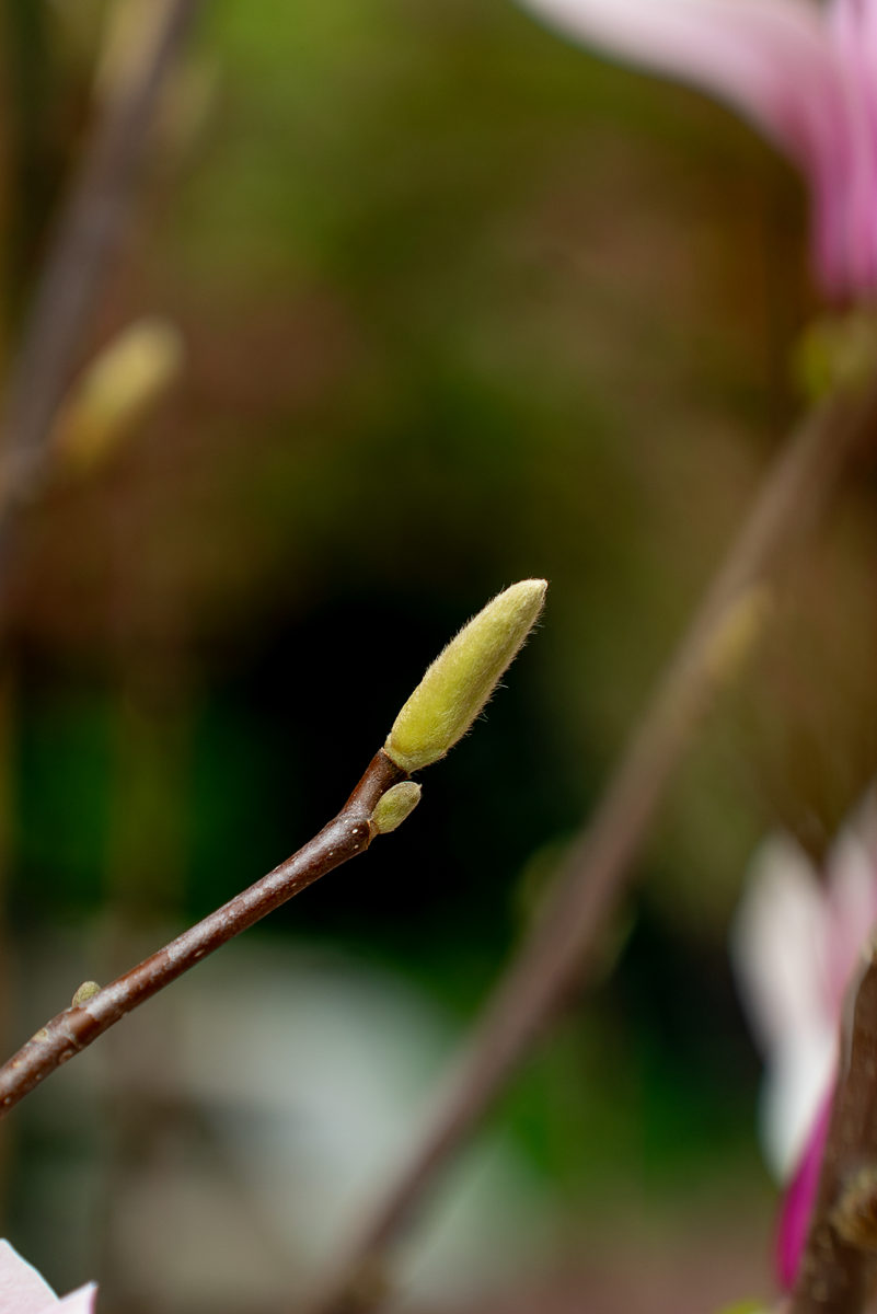 Magnolia Soulangeana