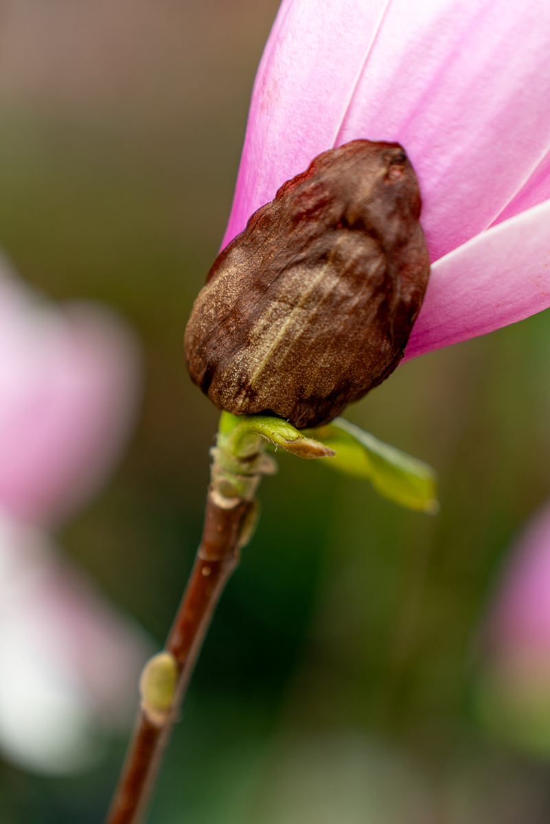 Magnolia Soulangeana