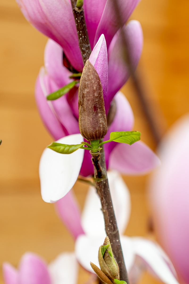 Magnolia Soulangeana