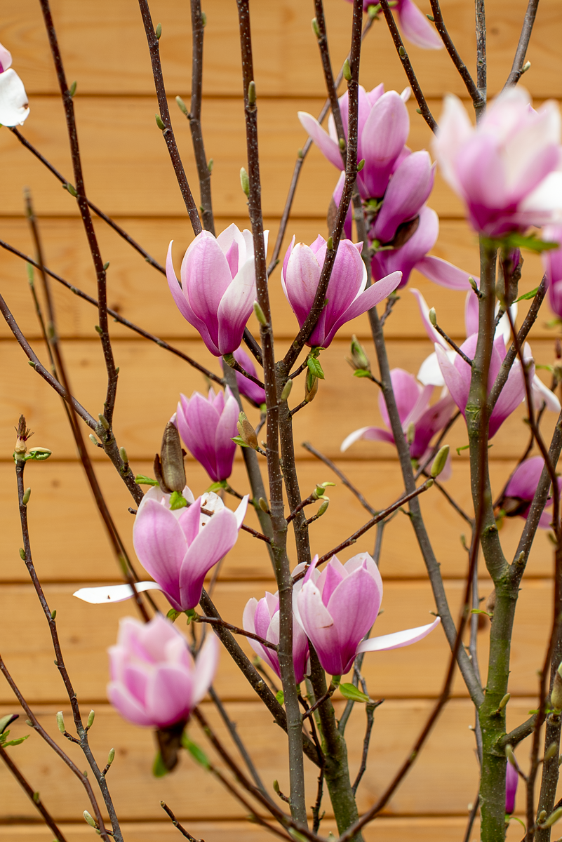 Magnolia Soulangeana