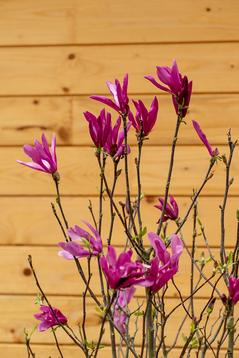 Magnolia Susan