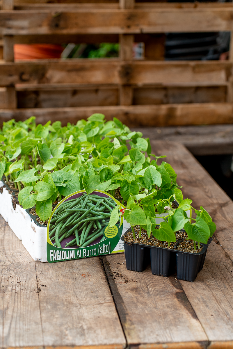 Fagiolini Al Burro (Alto)