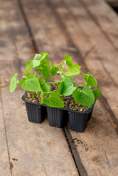 Fagiolini Al Burro (Alto)