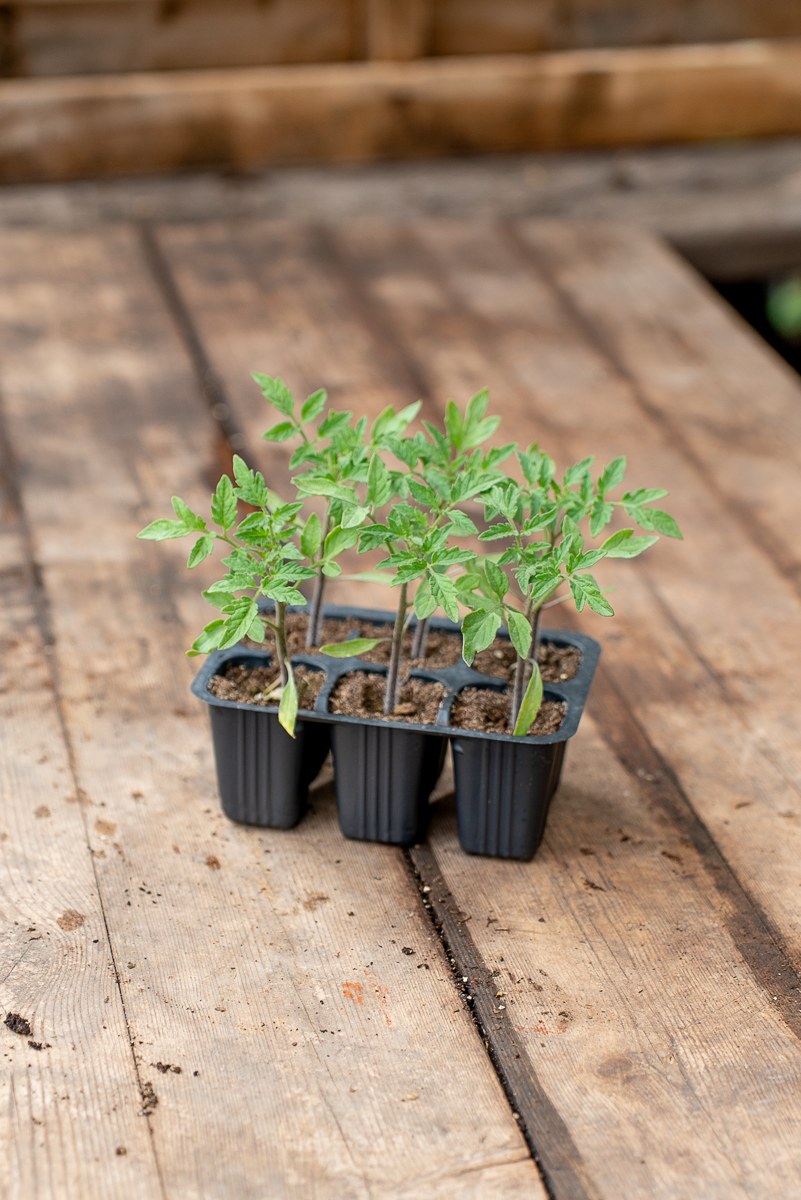 Pomodoro Cuor di Bue di Albenga