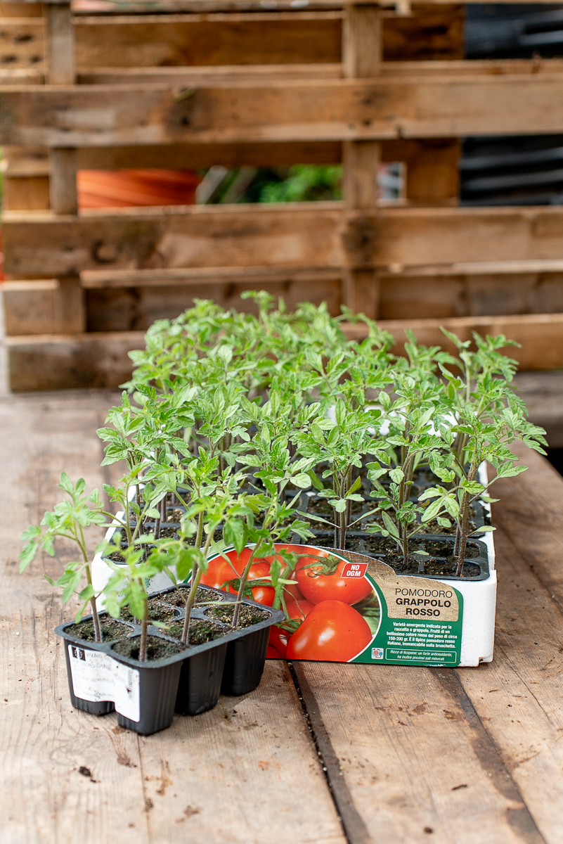 Pomodoro Grappolo Rosso