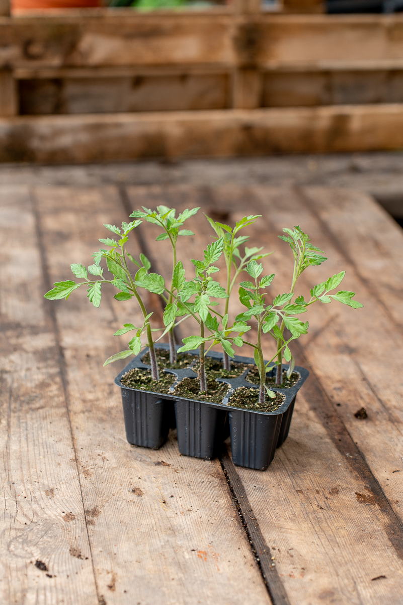 Pomodoro Datterino Giallo