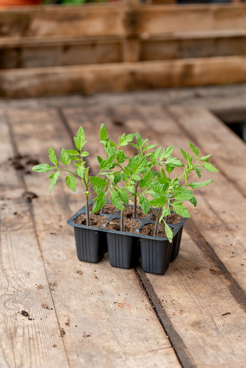 Pomodoro San Marzano Scatolone