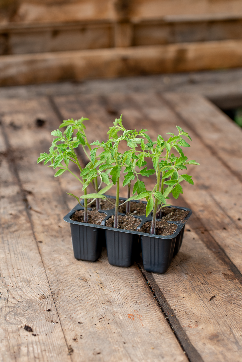 Pomodoro Costoluto Fiorentino