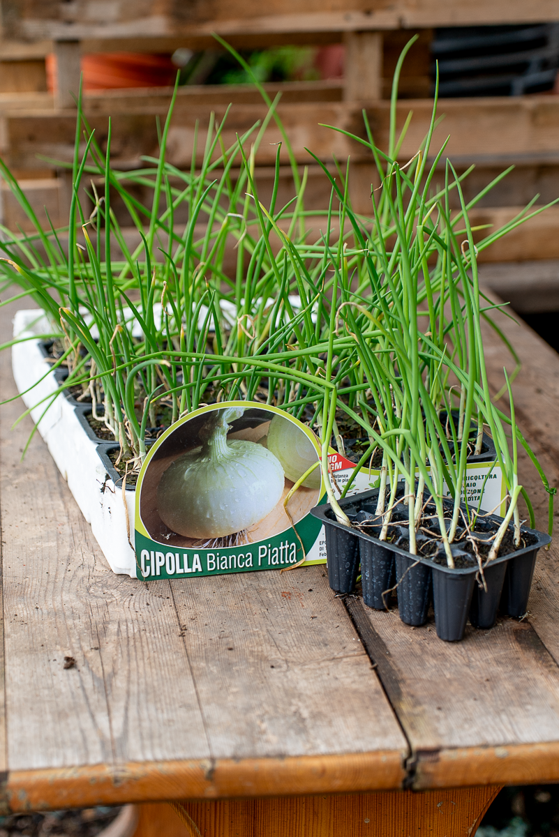 Cipolla Bianca Piatta