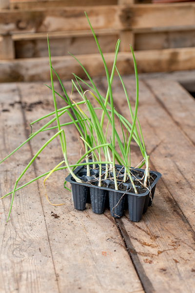 Cipolla Bianca Piatta