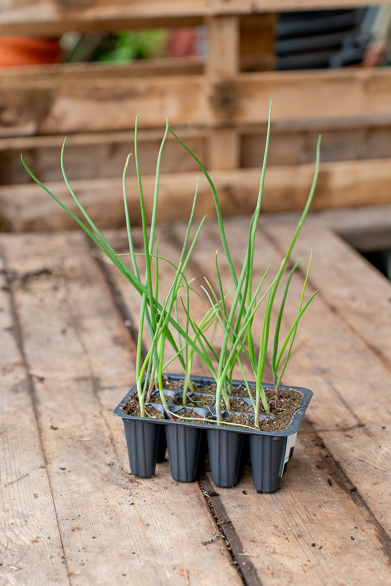 Cipolla Rossa Lunga Di Tropea