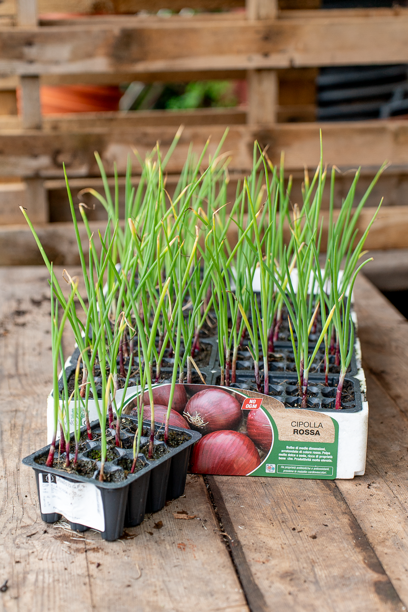 Cipolla Rossa