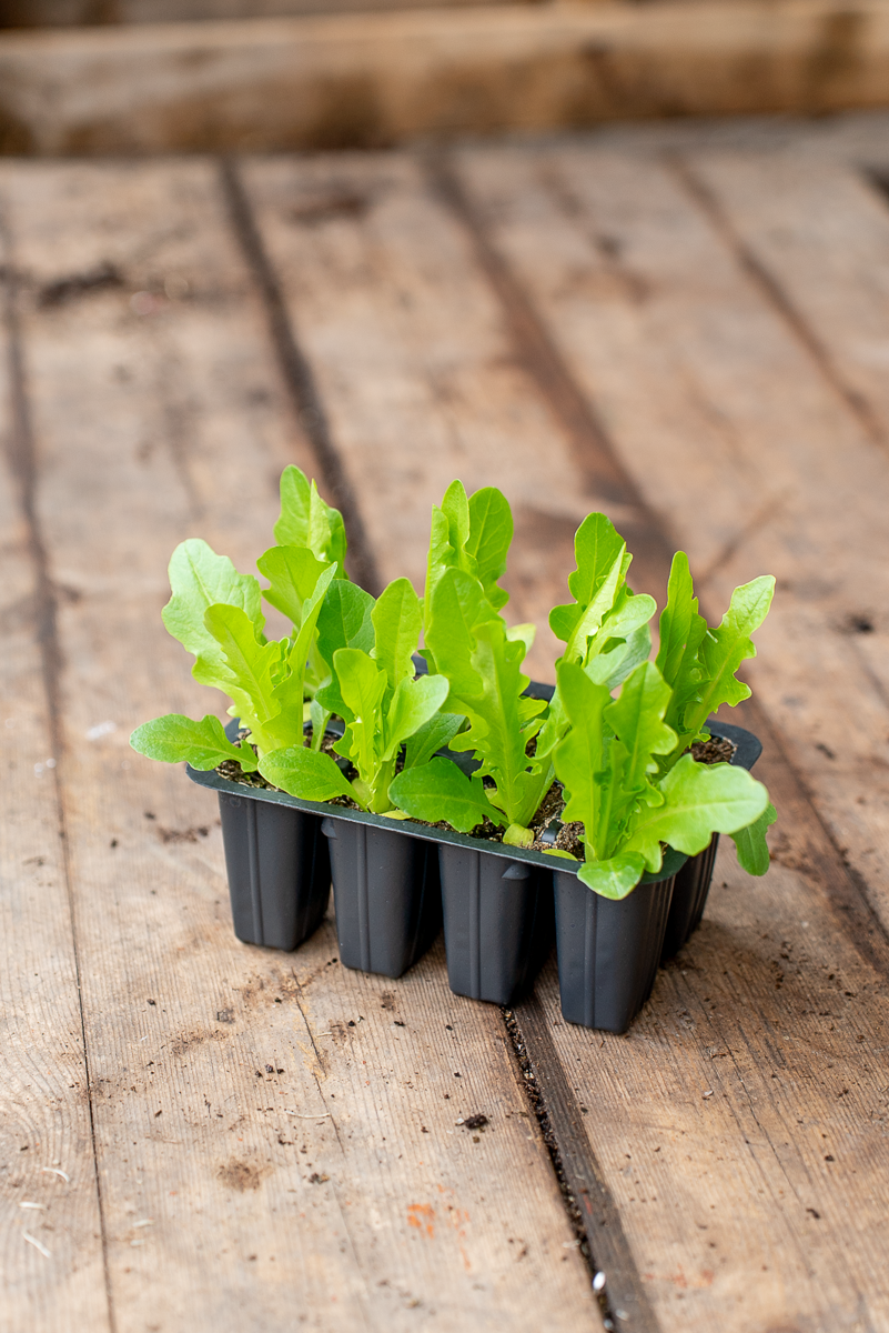 Lattuga Barba Di Frate Verde