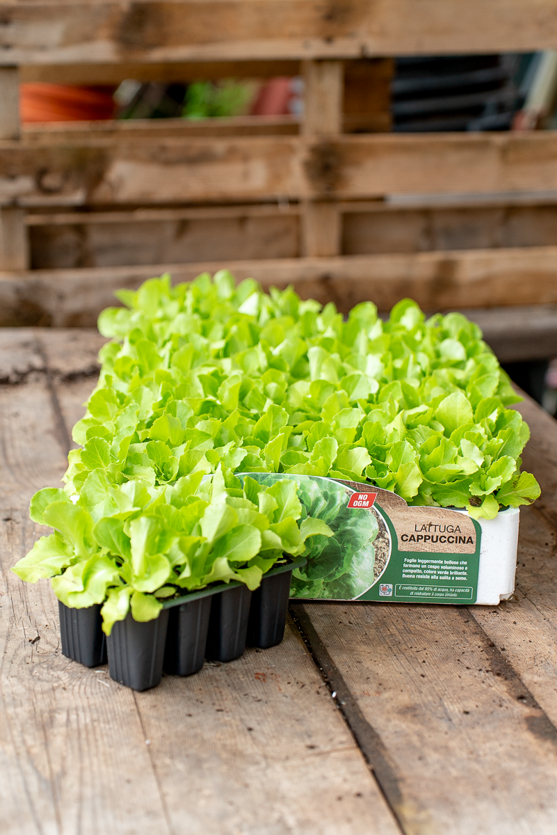 Lattuga Cappuccina