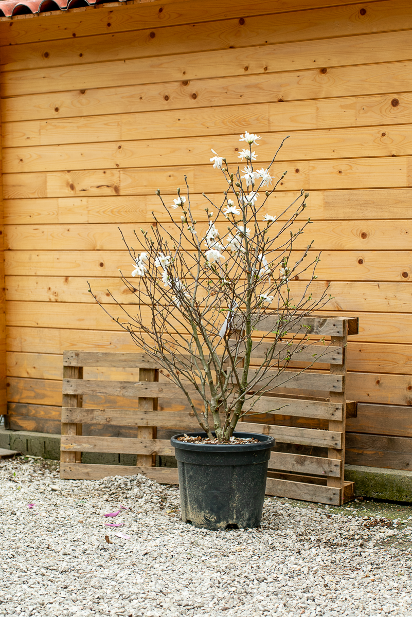 Magnolia Stellata