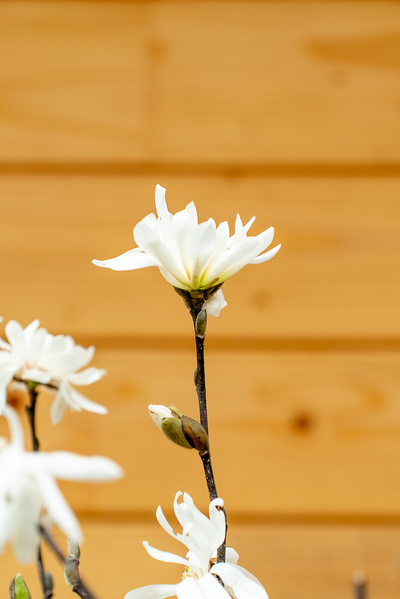 Magnolia Stellata