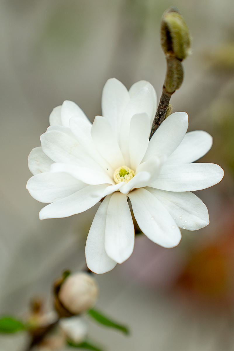 Magnolia Stellata