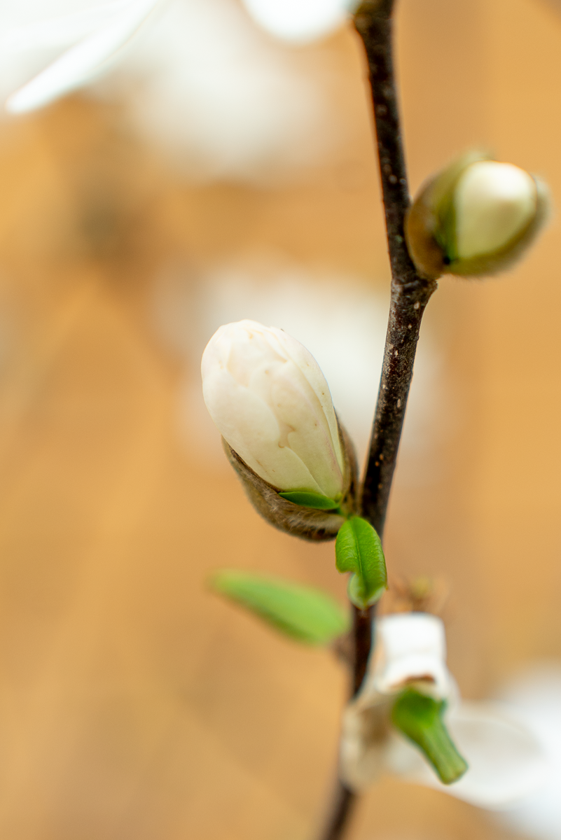 Magnolia Stellata