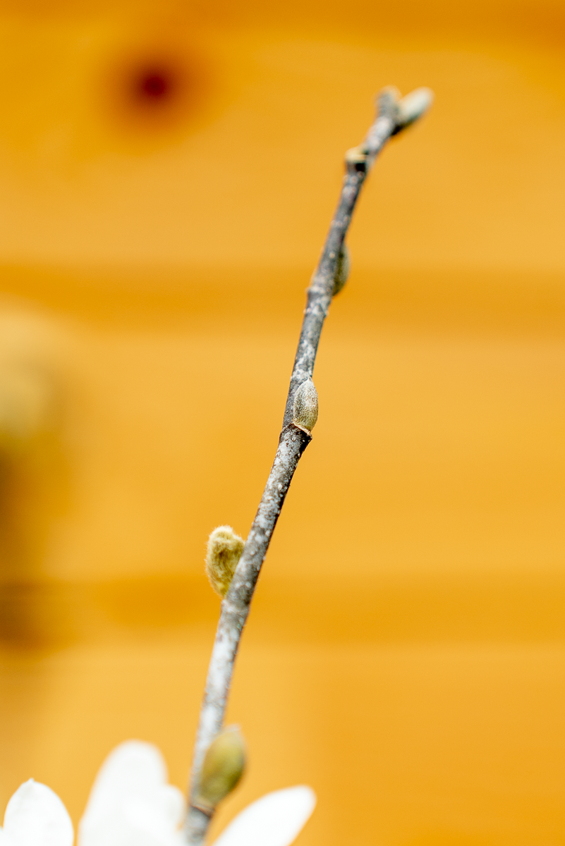 Euonymus