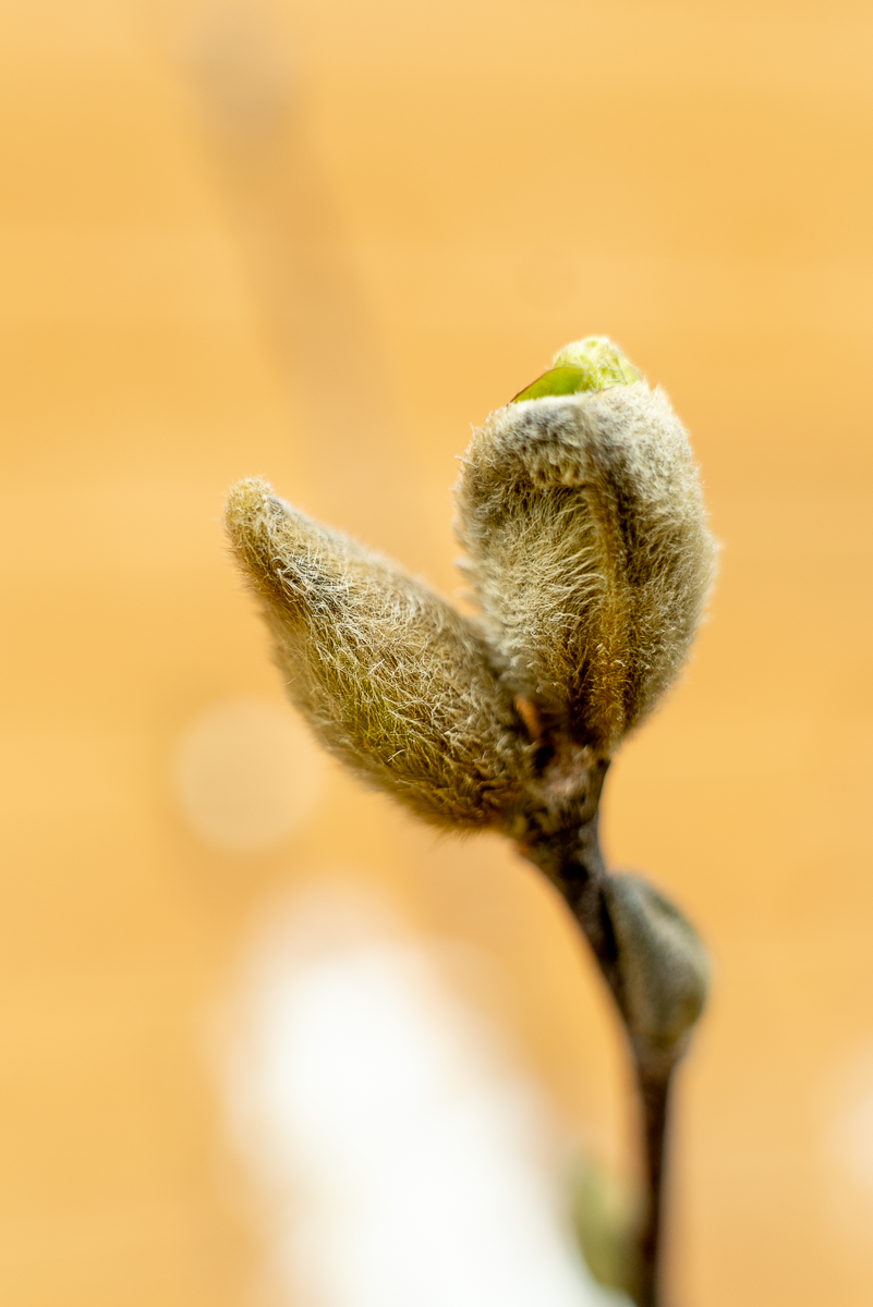 Euonymus