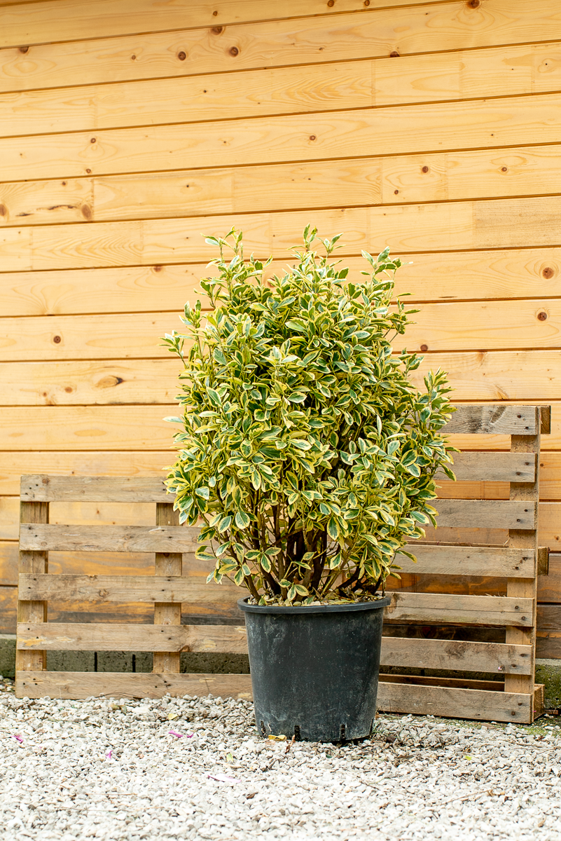 Euonymus