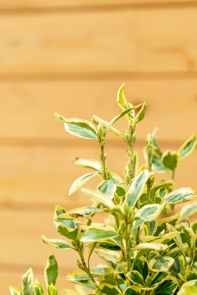 Euonymus