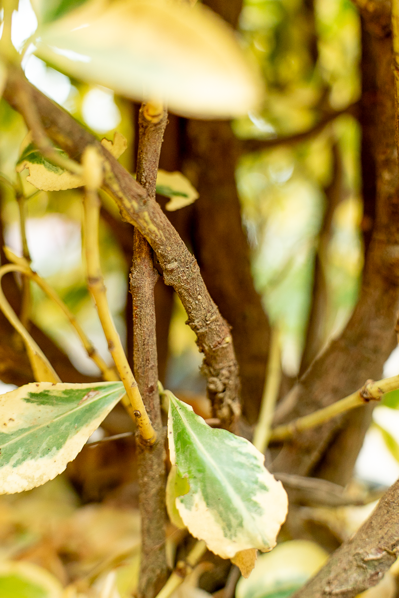Euonymus