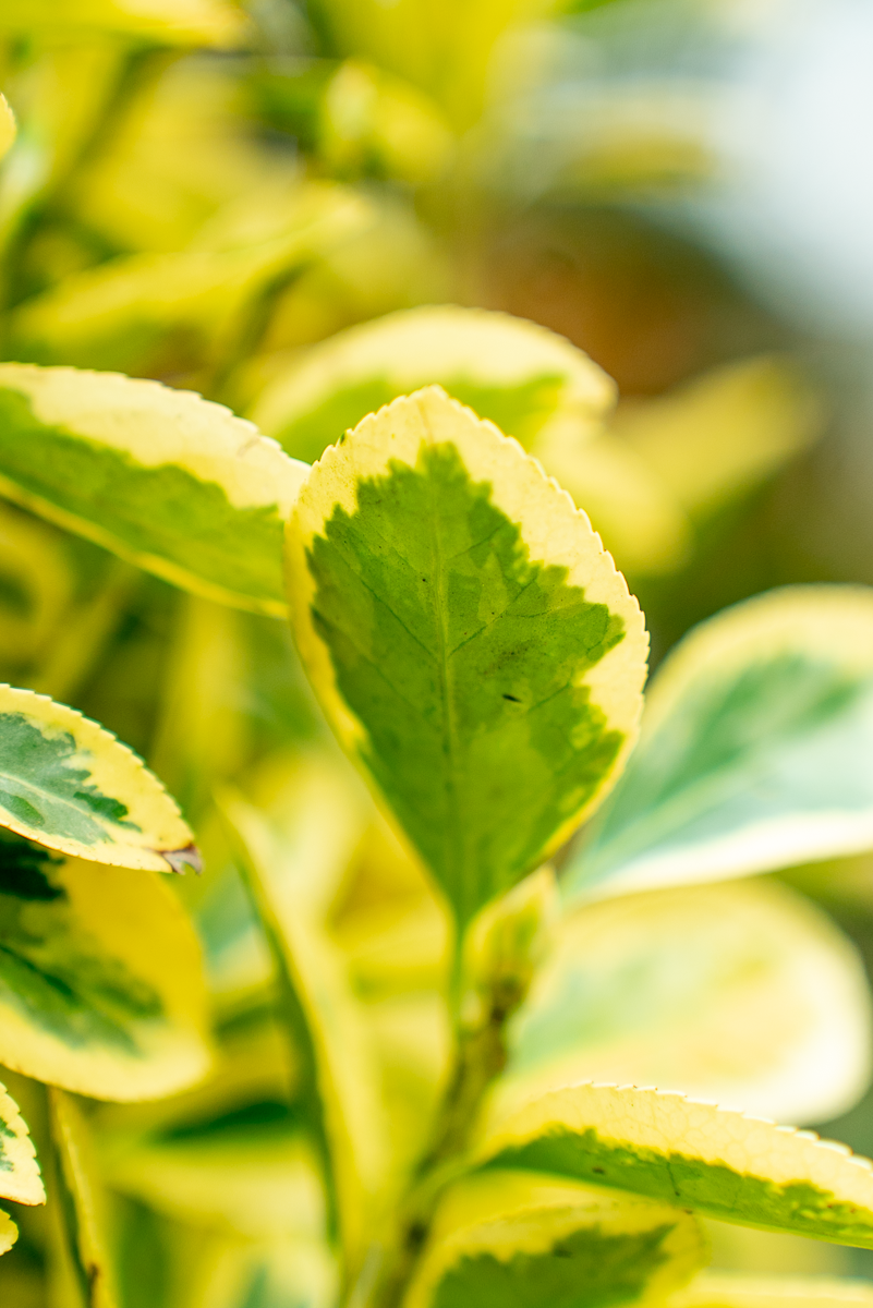 Euonymus