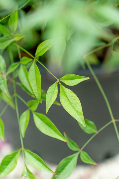 Nandina Domestica