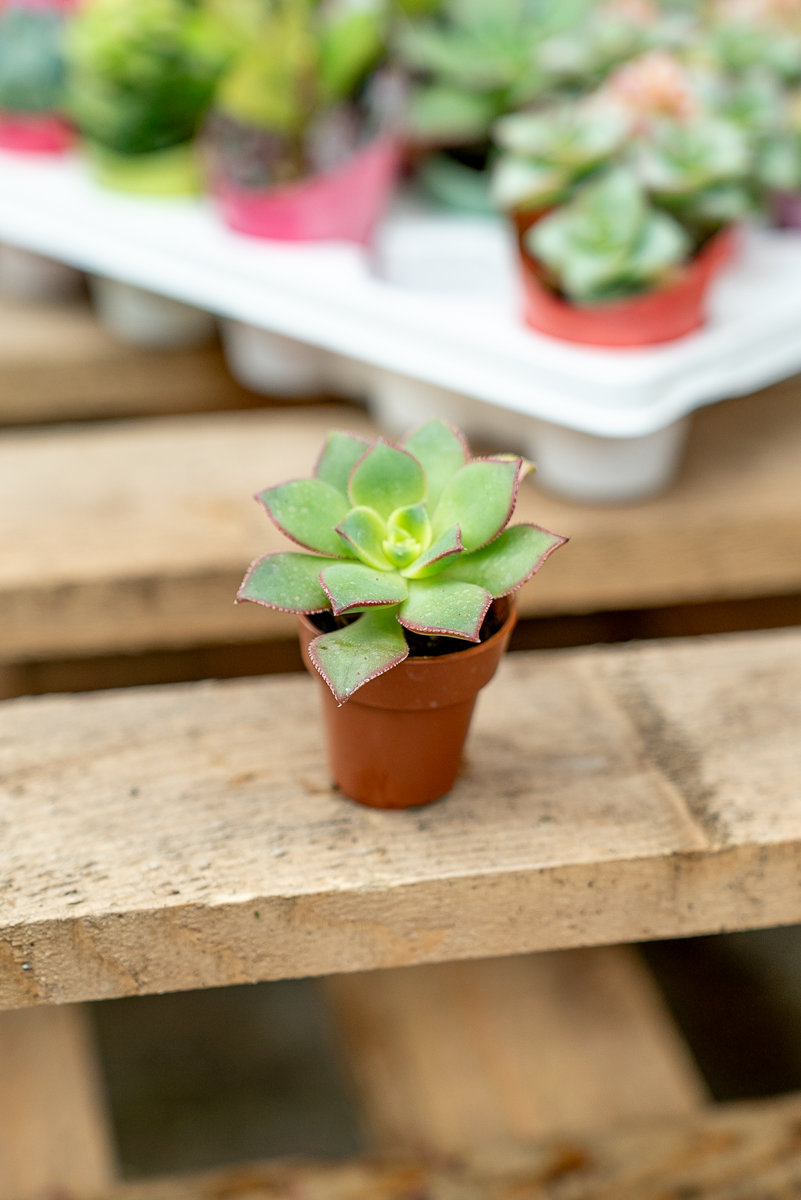 Piante Grasse Vaso 3,5 cm
