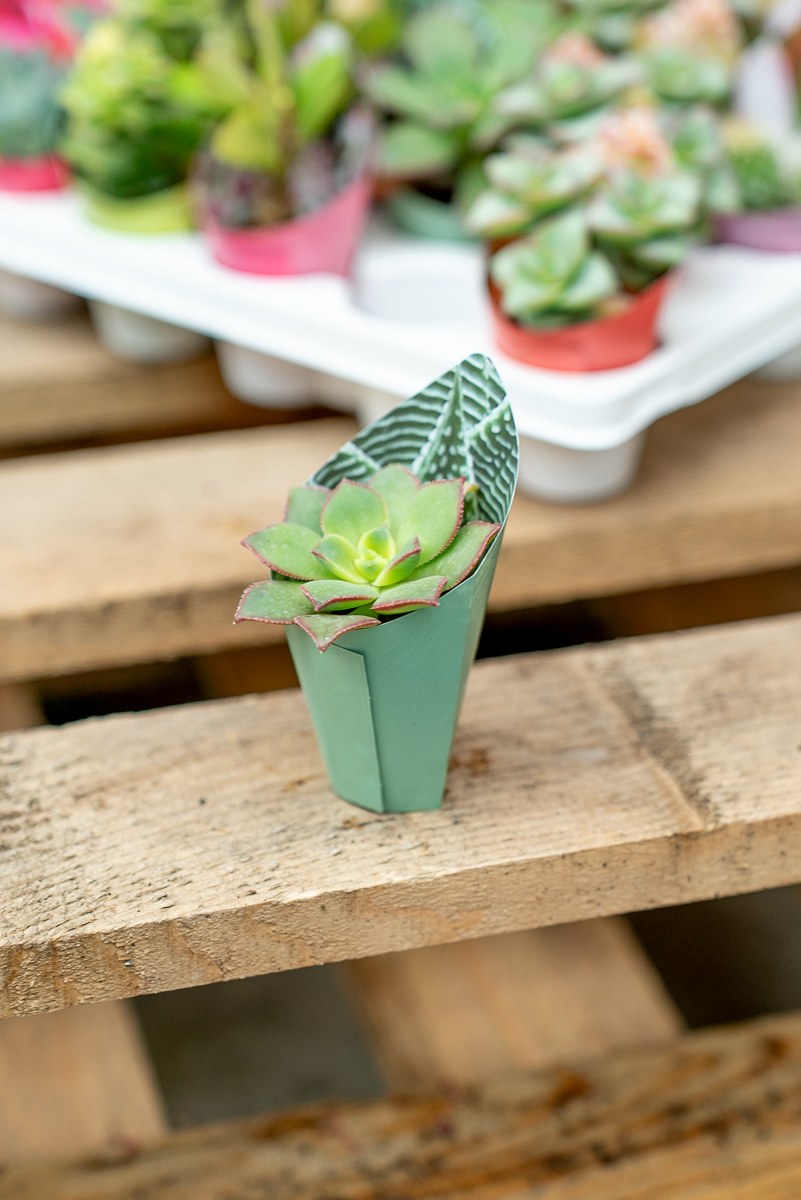 Piante Grasse Vaso 3,5 cm