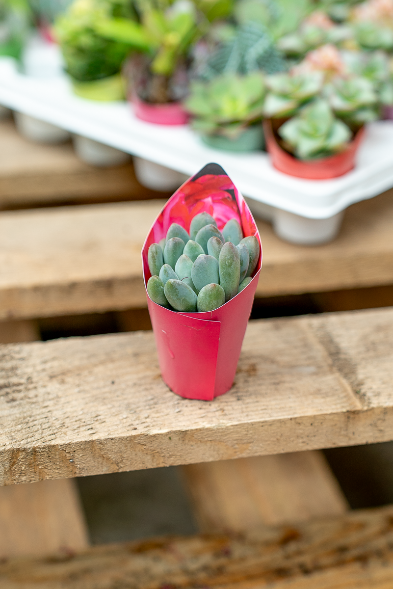 Piante Grasse Vaso 3,5 cm