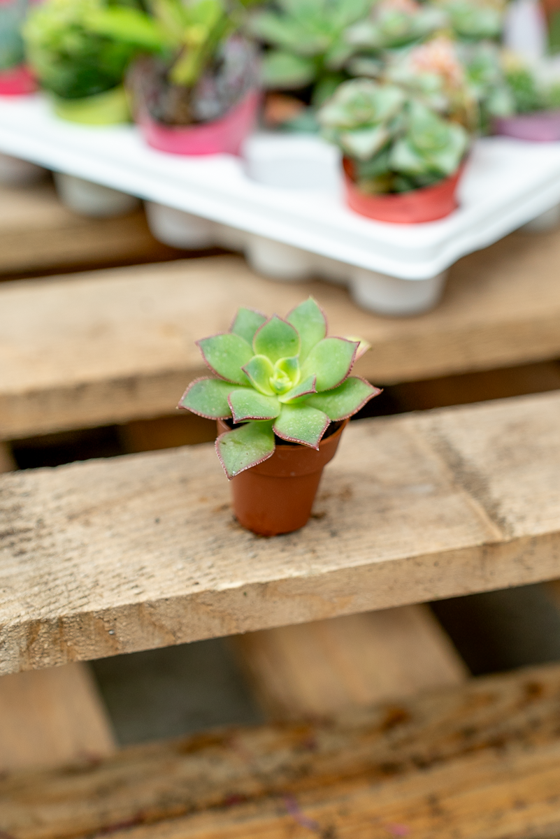 Piante Grasse Vaso 3,5 cm