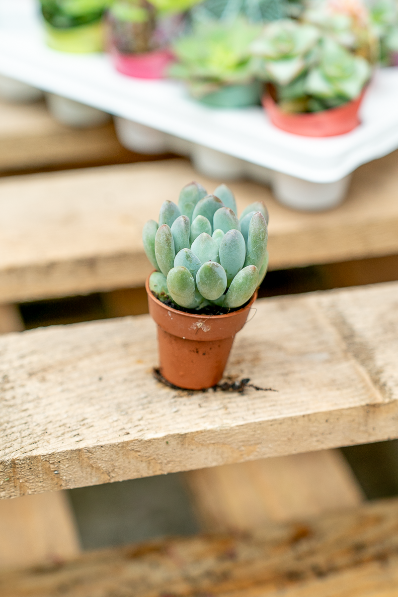 Piante Grasse Vaso 3,5 cm