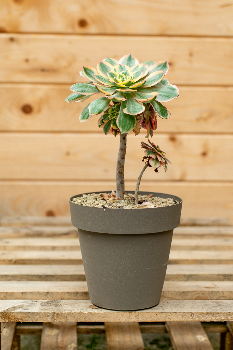 Aeonium Arboreum Variegato