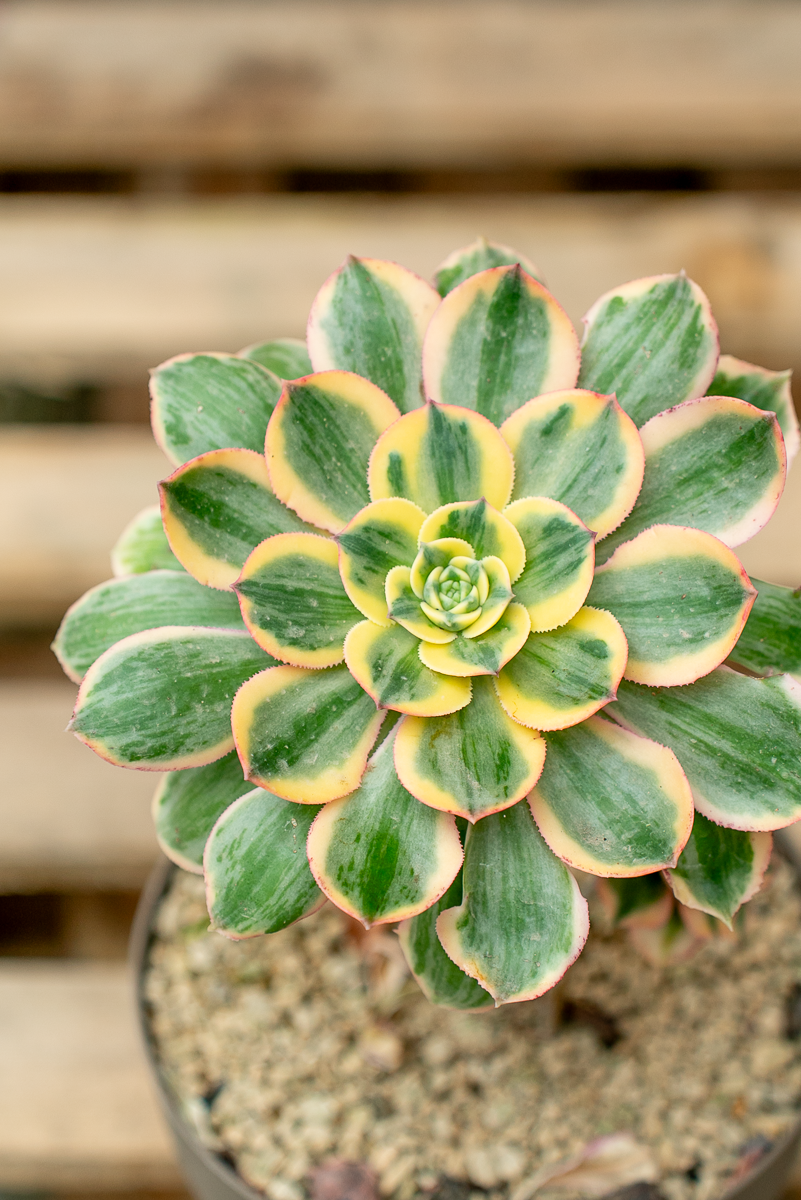 Aeonium Arboreum Variegato
