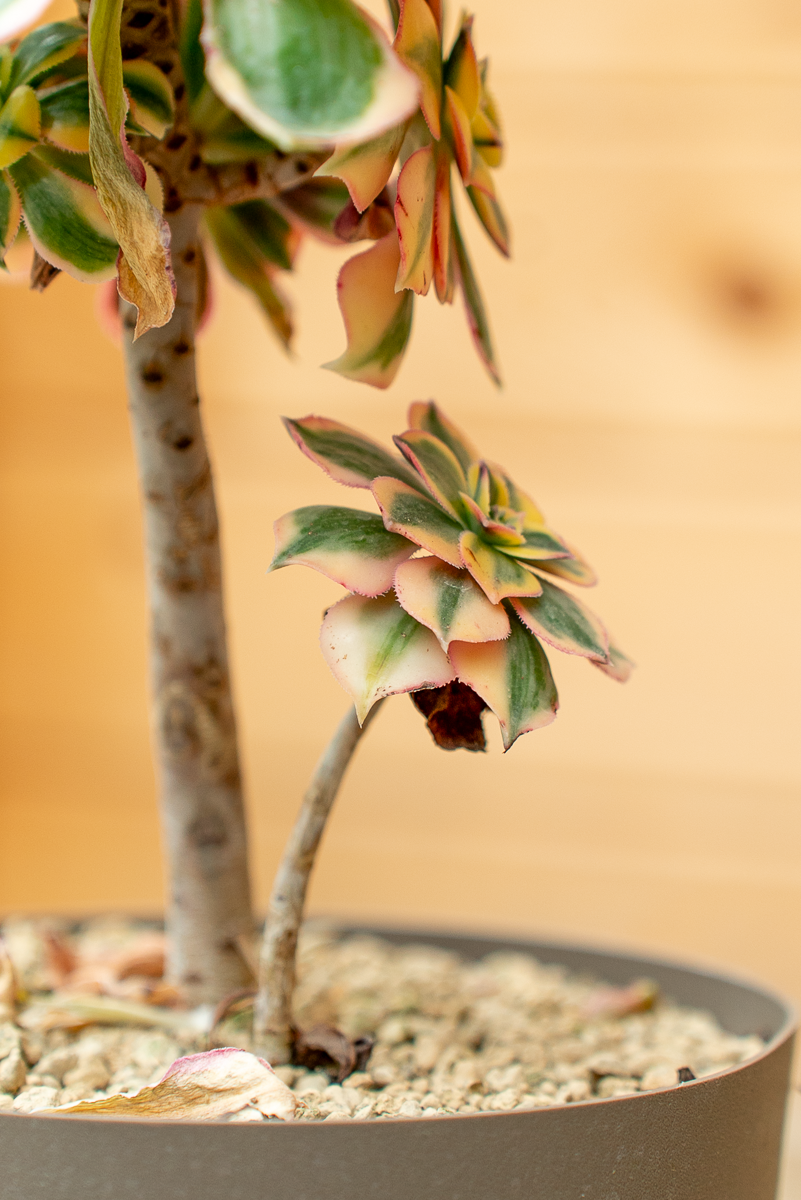 Aeonium Arboreum Variegato