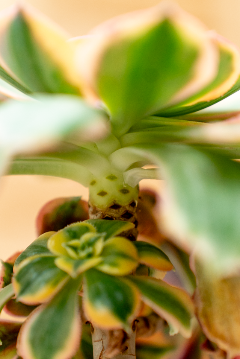Aeonium Arboreum Variegato