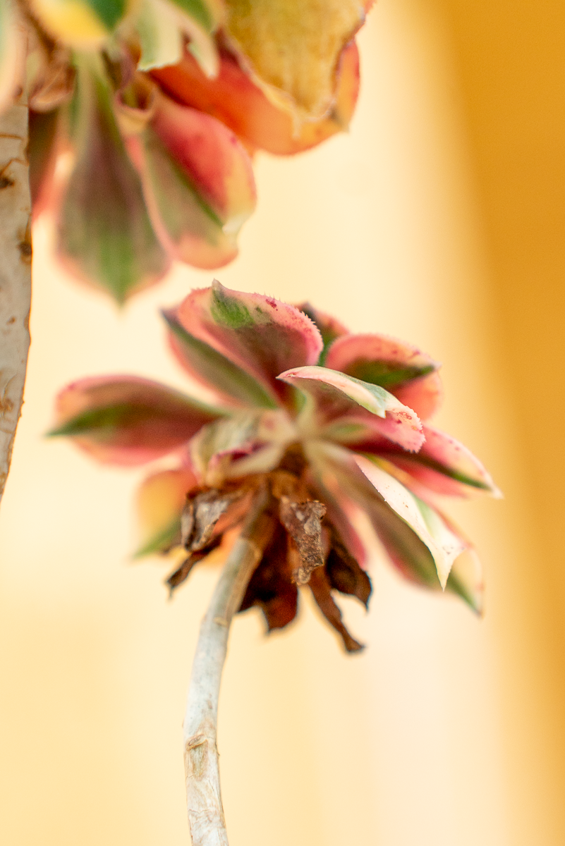 Aeonium Arboreum Variegato
