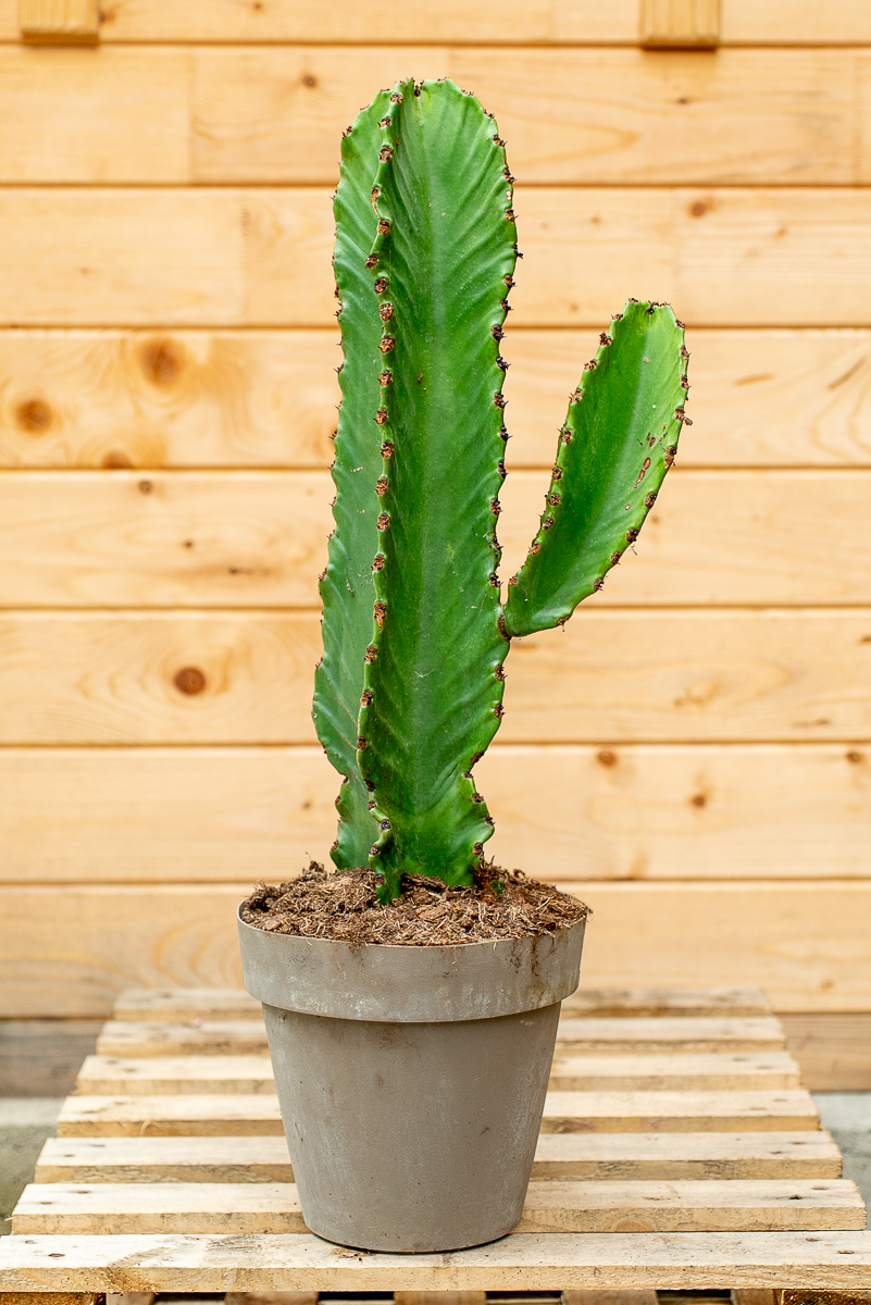Euphorbia Ingens