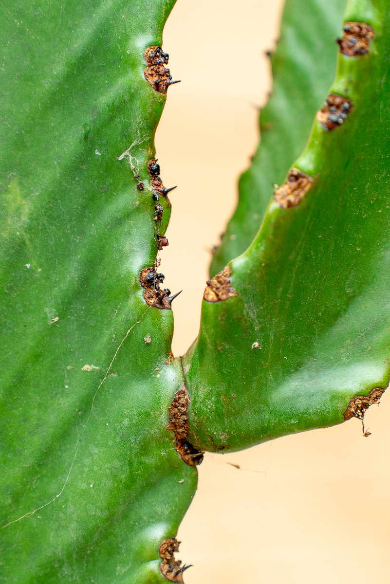 Euphorbia Ingens