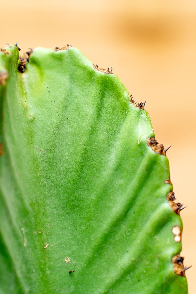 Euphorbia Ingens
