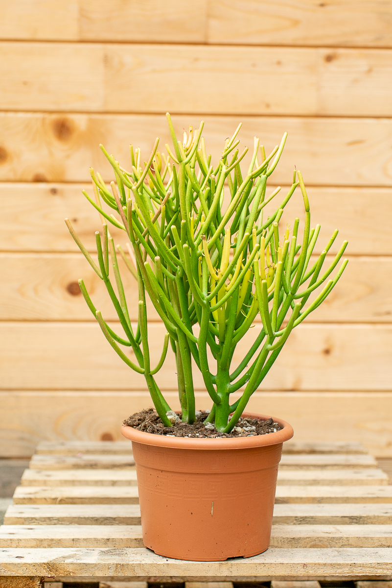 Euphorbia Tirucalli