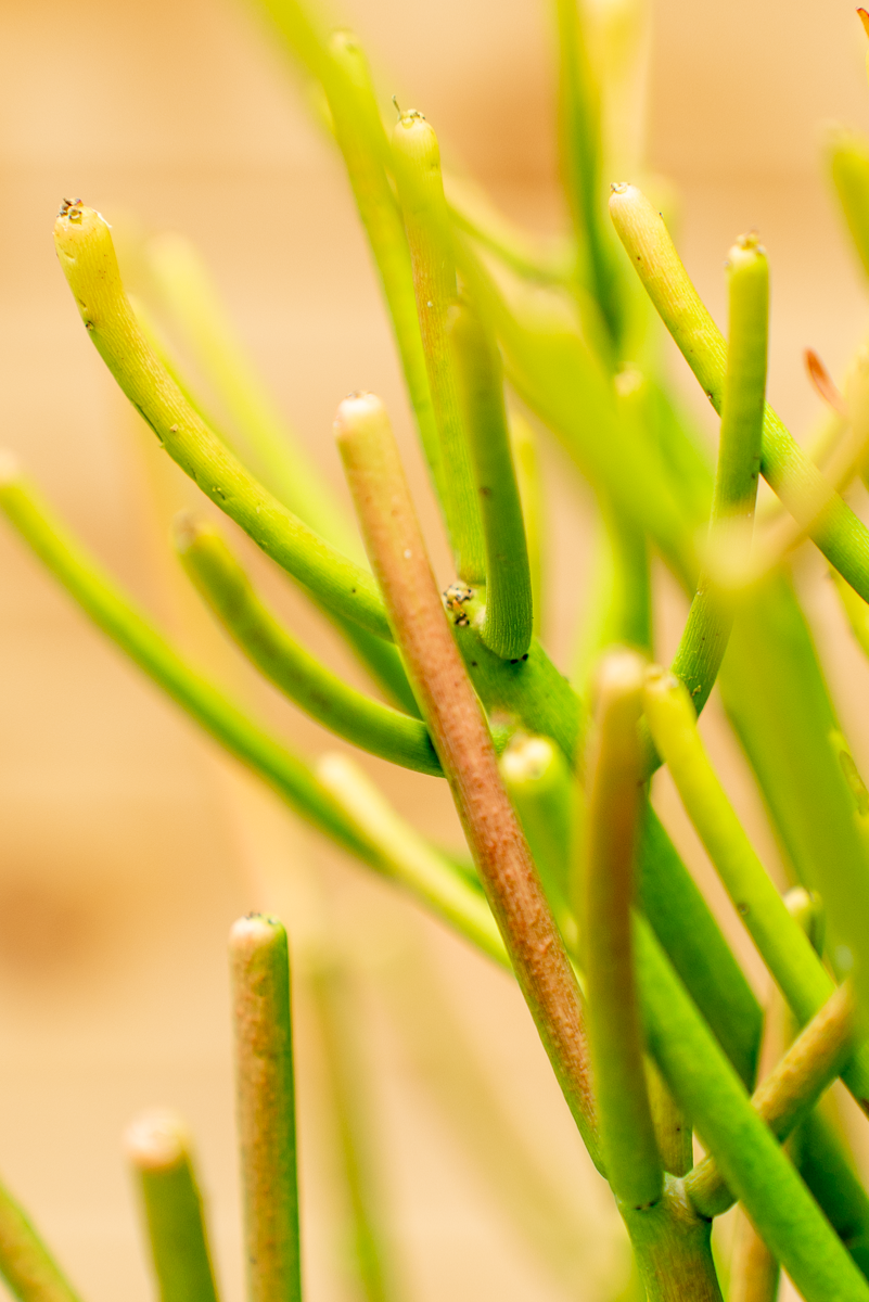 Euphorbia Tirucalli
