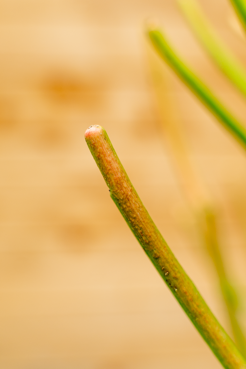 Euphorbia Tirucalli
